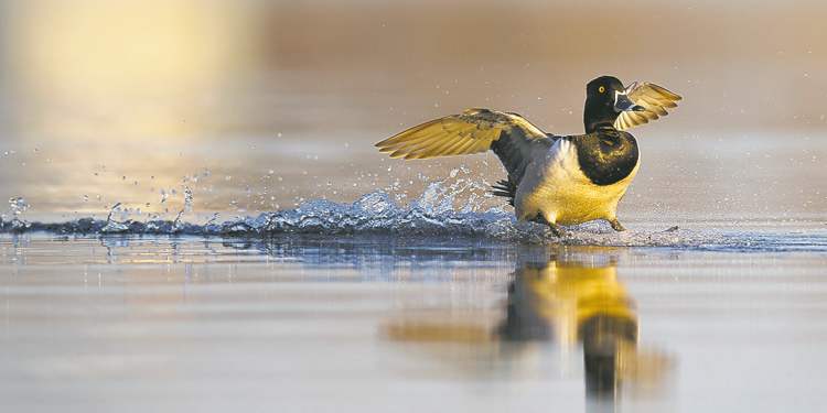 FRED GREENSLADE FOR WINNIPEG FREE PRESS
A ringnecked duck shows off its waterskiing skills