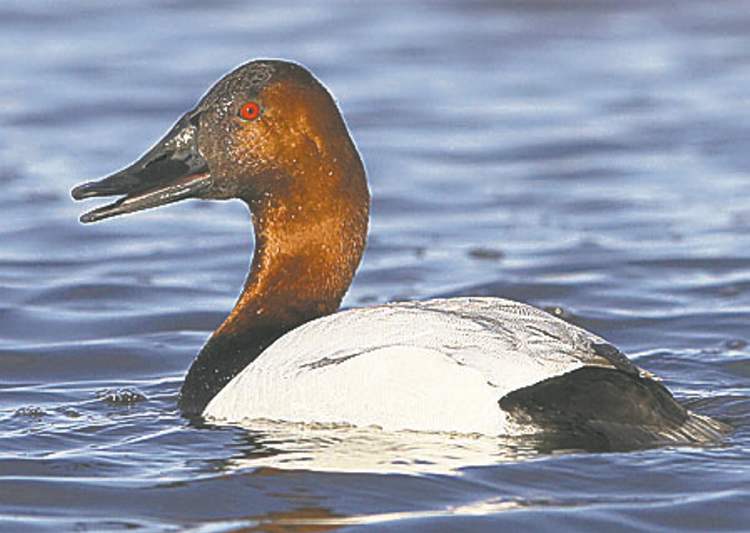 JOE BRYKSA / WINNIPEG FREE PRESS
Canvasback duck shows why it's got that name.