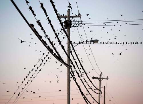 ANDREW VAUGHAN / THE CANADIAN PRESS
A new study suggests cityscapes may be turning birds into better problem solvers.