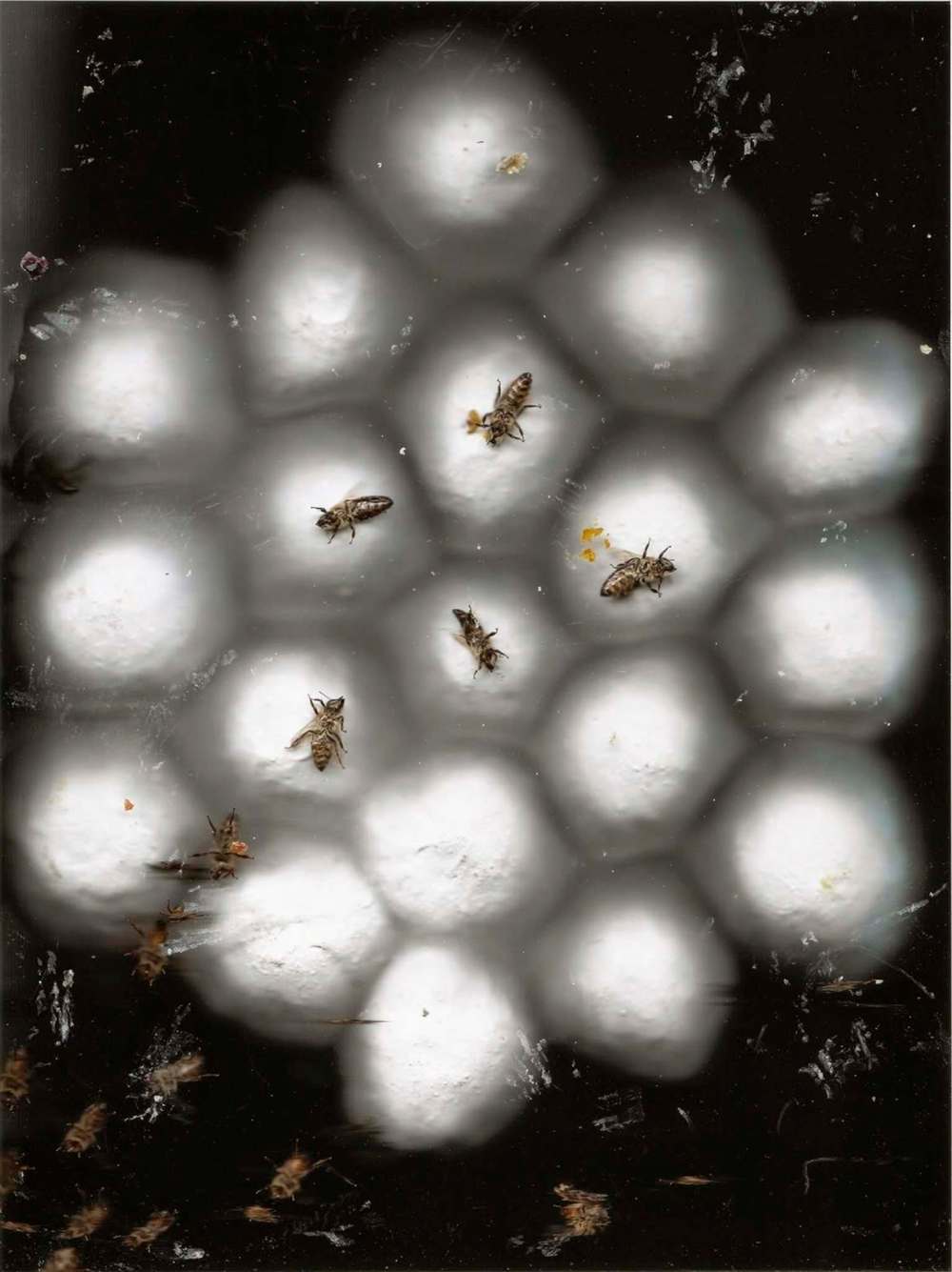 SUPPLIED PHOTO
Aganetha Dyck’s Hive Scan.