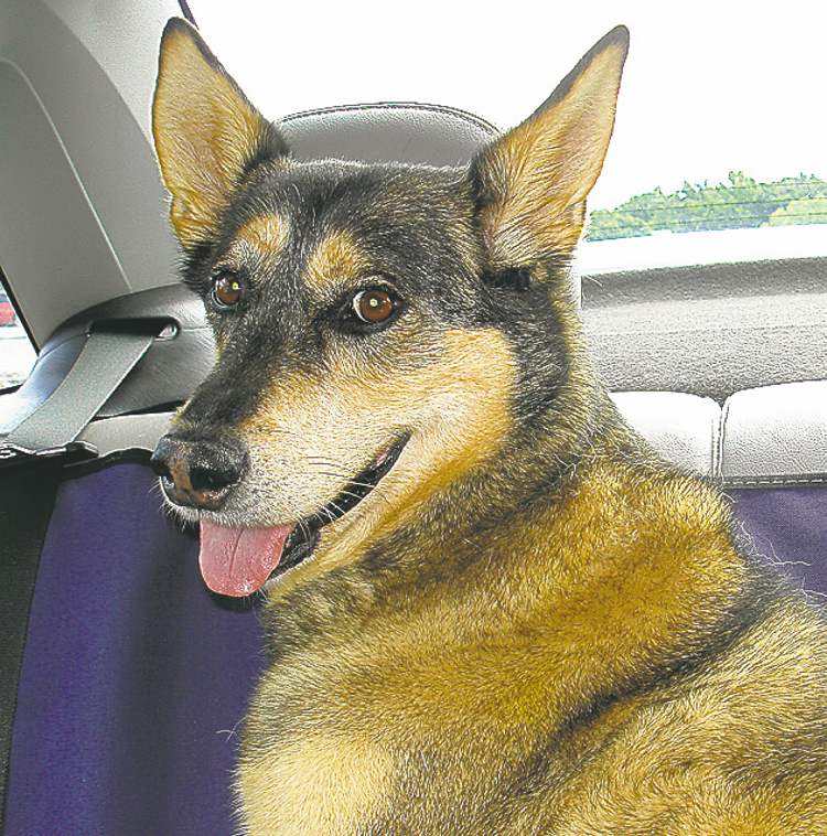 Pets of the week Winnipeg Free Press