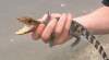 CP
In an image from video, a zoo official holds a crocodile hatchling removed from the Reptile Ocean pet store in Campbellton, N.B., Friday.