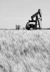 Bartley Kives / Winnipeg Free Press

A pumpjack erected in a wheat field extracts oil from the North Virden scallion unit.