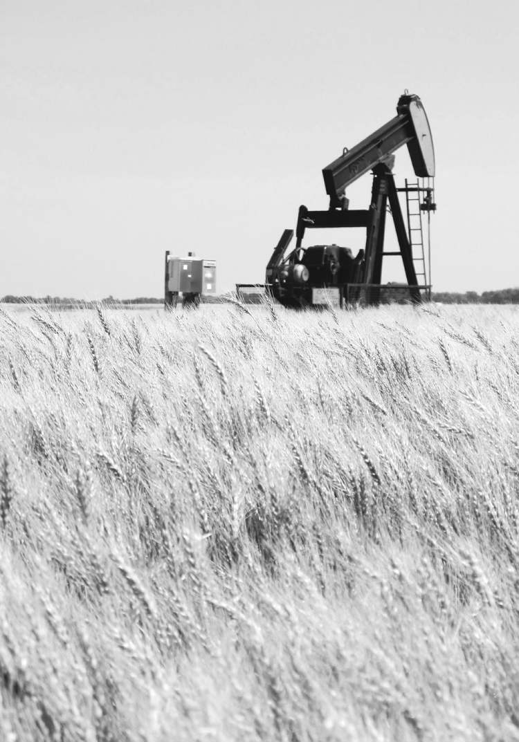 Bartley Kives / Winnipeg Free Press
A pumpjack erected in a wheat field extracts oil from the North Virden scallion unit.