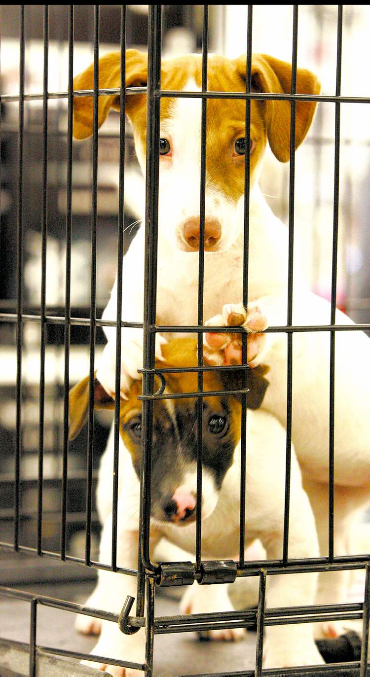 Pet package Winnipeg Free Press