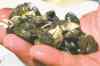 JOHN L. RUSSELL / THE ASSOCIATED PRESS ARCHIVES
Zebra mussels multiply rapidly and can cause millions of dollars in damage.