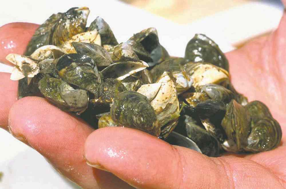 JOHN L. RUSSELL / THE ASSOCIATED PRESS ARCHIVES
Zebra mussels multiply rapidly and can cause millions of dollars in damage.
