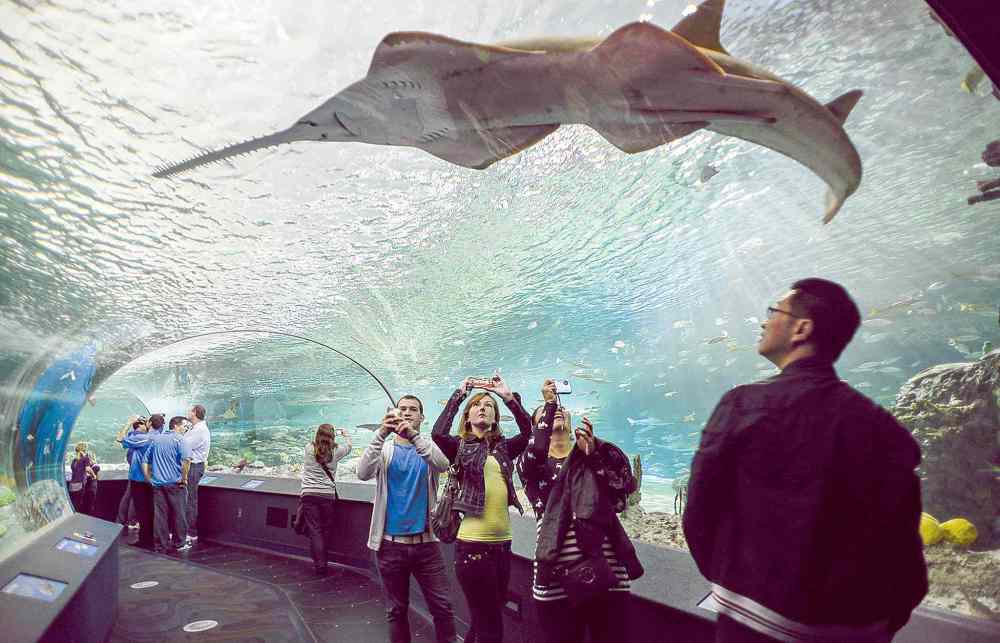 CP
Visitors get up close to sharks and other aquatic animals in the underwater viewing tunnel at Ripley's Aquarium of Canada.