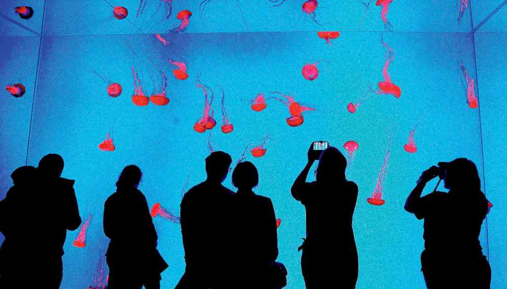 CP
People watch jellyfish during the grand opening of the Ripley's Aquarium of Canada in Toronto.