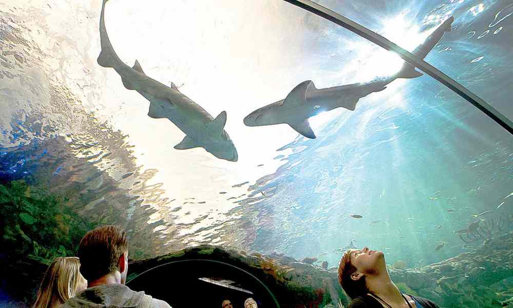 CP
People watch sharks swim above their heads at the Ripley's Aquarium