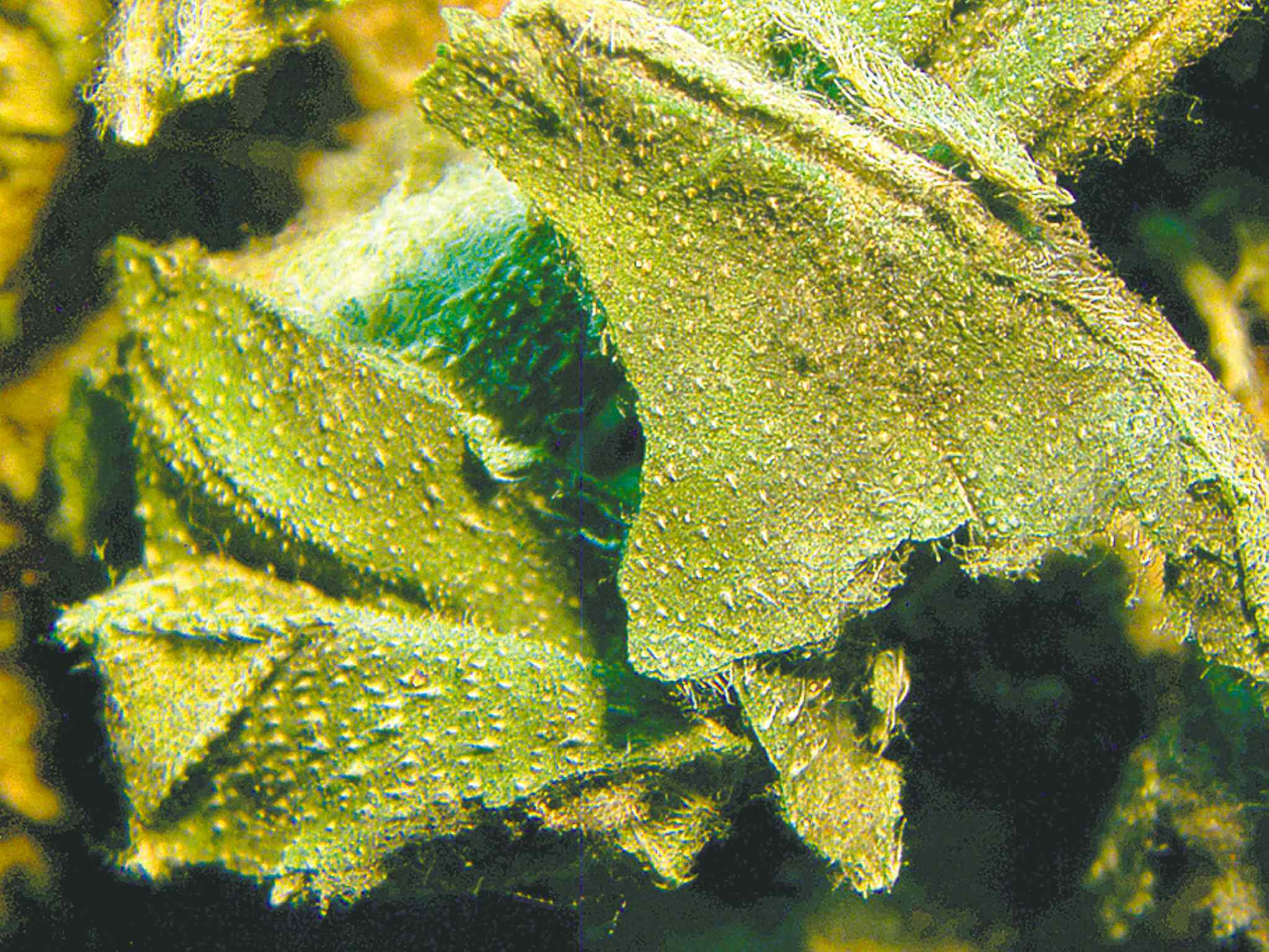 What’s growing in pot plants? Winnipeg Free Press