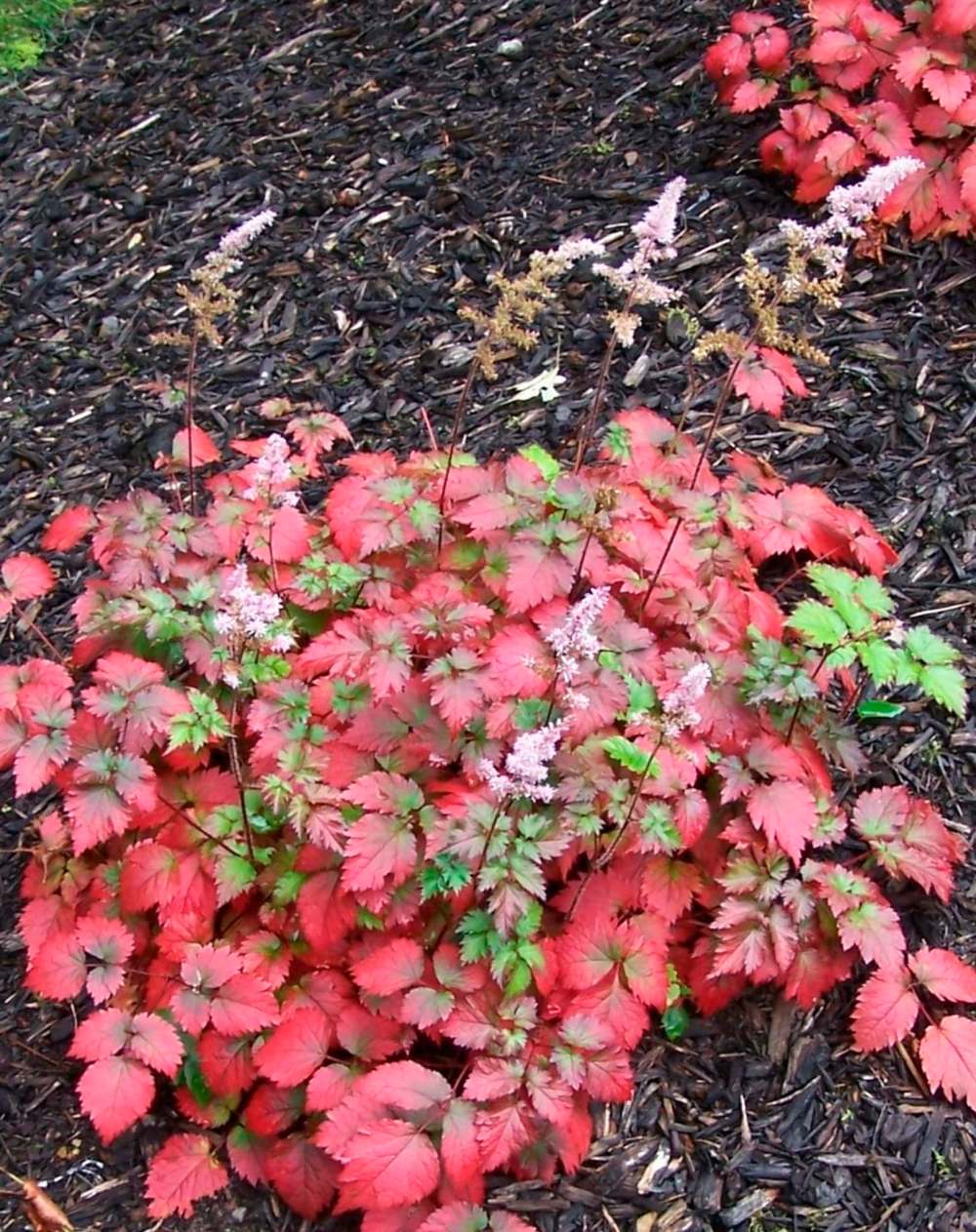 Monrovia
Color Flash astilbe offers ever changing color to your garden over three seasons.