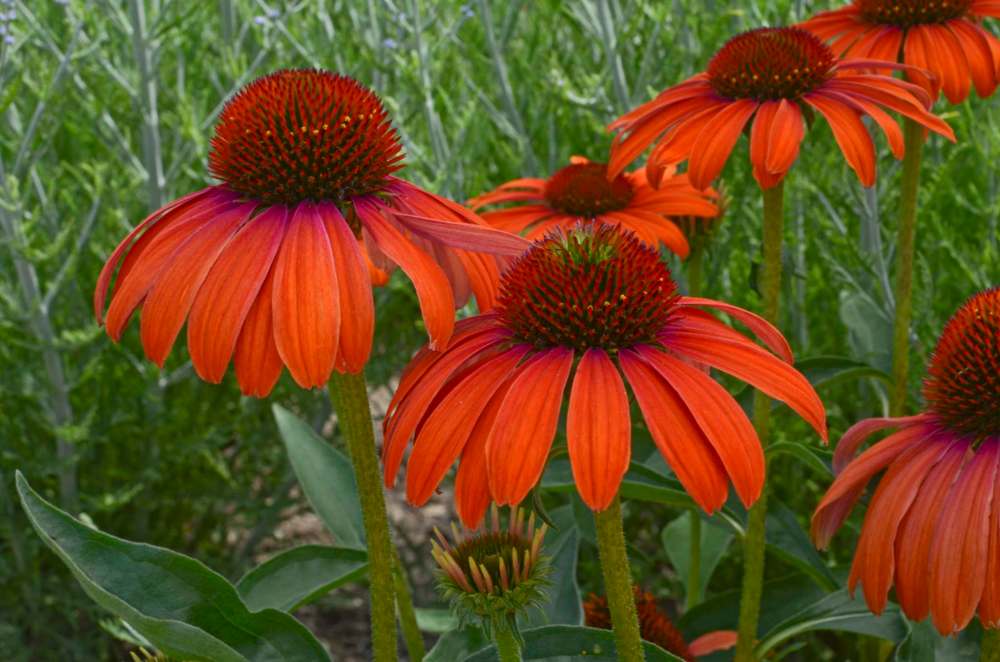 Walters Gardens
Butterfly Julia's single petaled tangerine blooms make the perfect landing pad for butterflies and bumblebees.