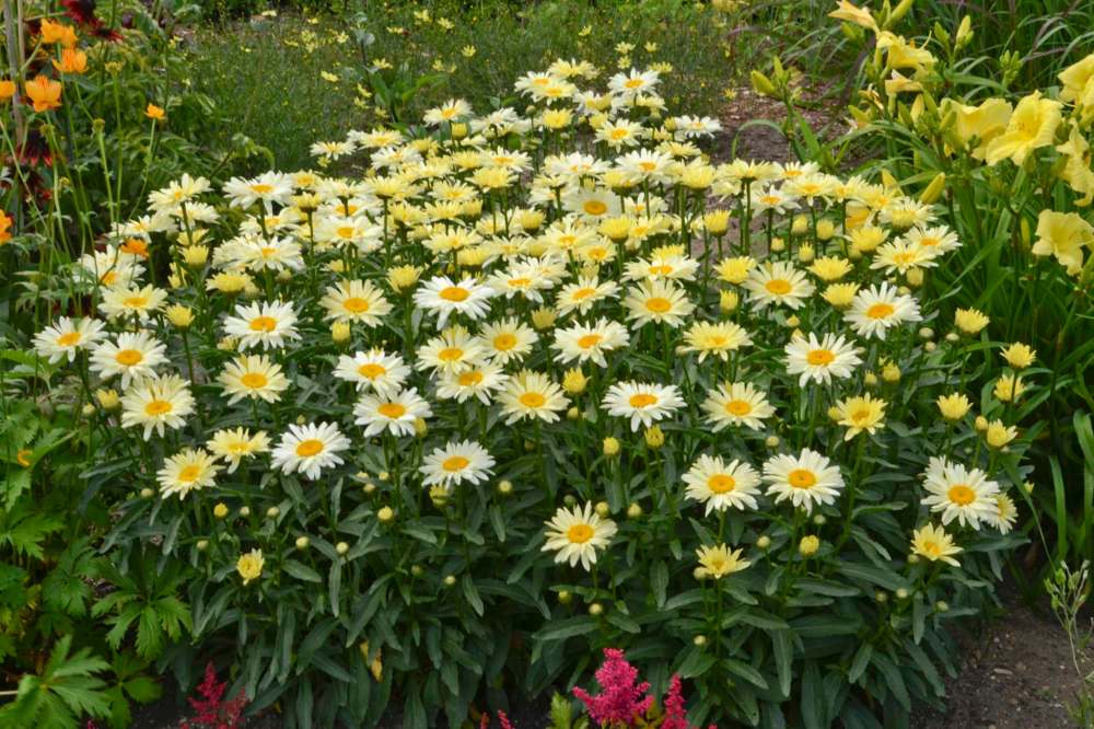 Walters Gardens
Plant Banana Cream shasta daisy in a well-drained location.