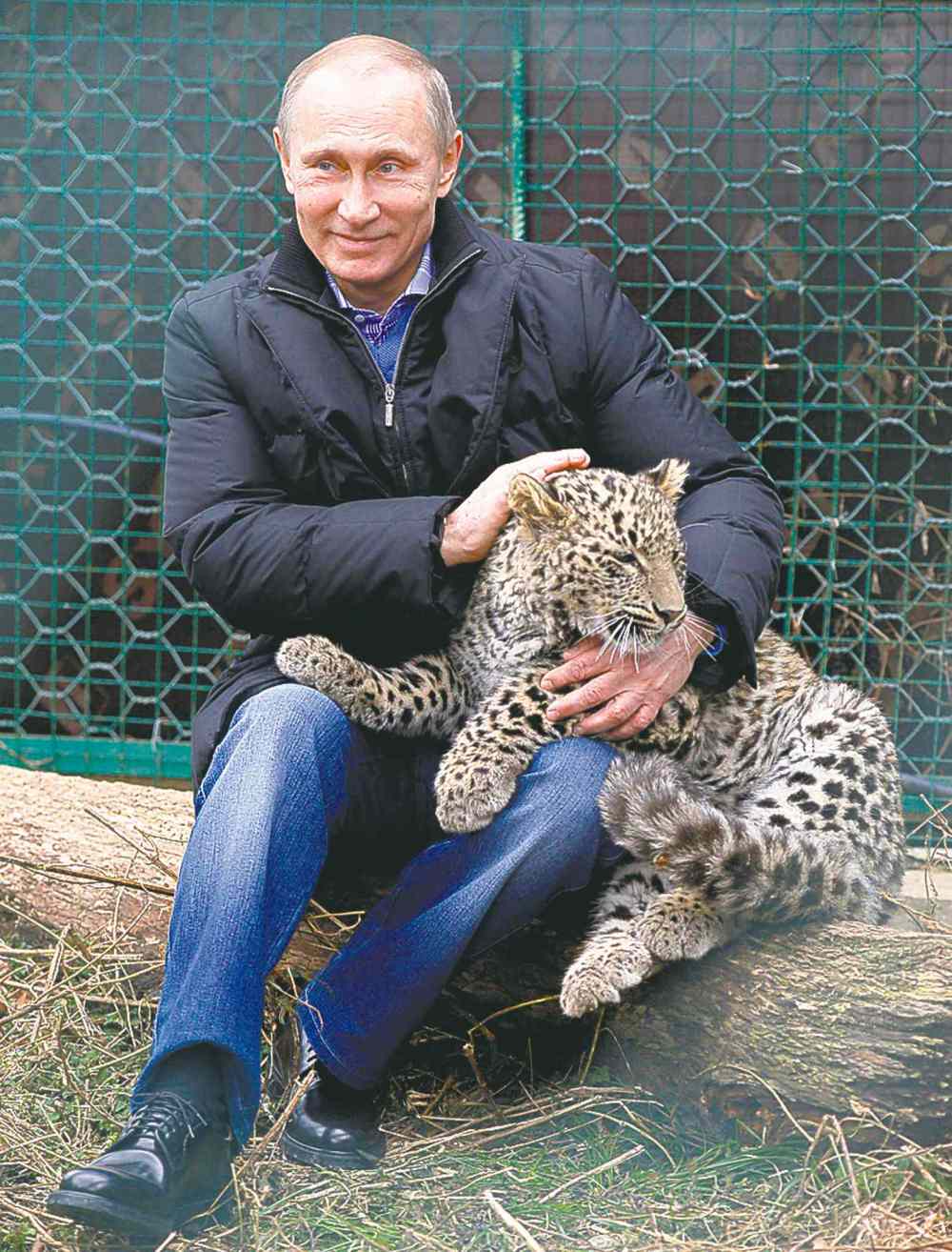 CP
Alexei Nikolsky, Presidential Press Service / The Associated Press
Russian President Vladimir Putin pets a snow leopard at a sanctuary in Sochi.