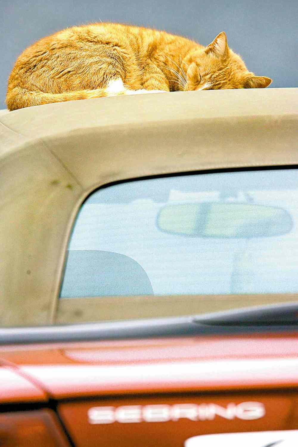 Sarah Coward / The Associated Press files
Timmy takes a catnap on the top of his owner's convertible. Research and some famous people have shown humans benefit from naps, too.
