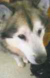 Facebook photo
Shadow, an Alaskan malamute, was one of the dogs involved in the fatal mauling.