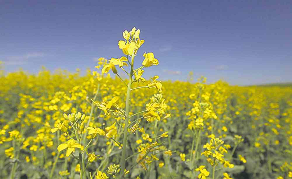 Seeding anxiety: Late spring pushes farmers to the brink – Winnipeg ...