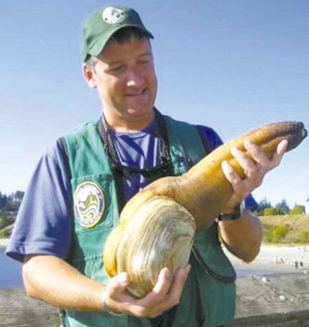 The Geoduck of Evergreen State College.