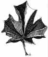 Dale Cummings / Winnipeg Free Press Files
c_