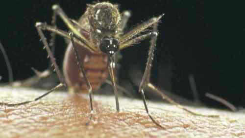 Sanofi / Bloomberg News
The Aedes Aegypti mosquito is the main transmitter of dengue, for which there is no vaccine or treatment. It can develop into potentially fatal complications.