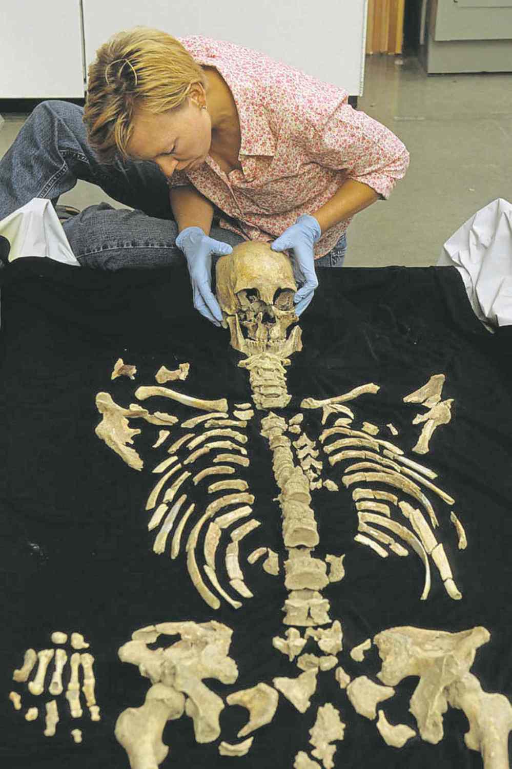 Bloomberg The Washington Post
Chip Clark / Smithsonian Institute
Kennewick Man�s more than 300 bones make his one of the most complete skeletons from his era.