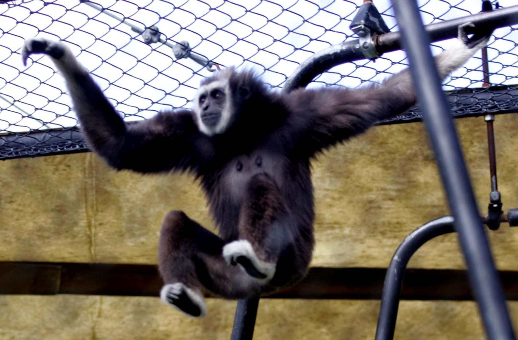 Gibbon's Solitude The Inward World of… Amazon.com: Gibbon's