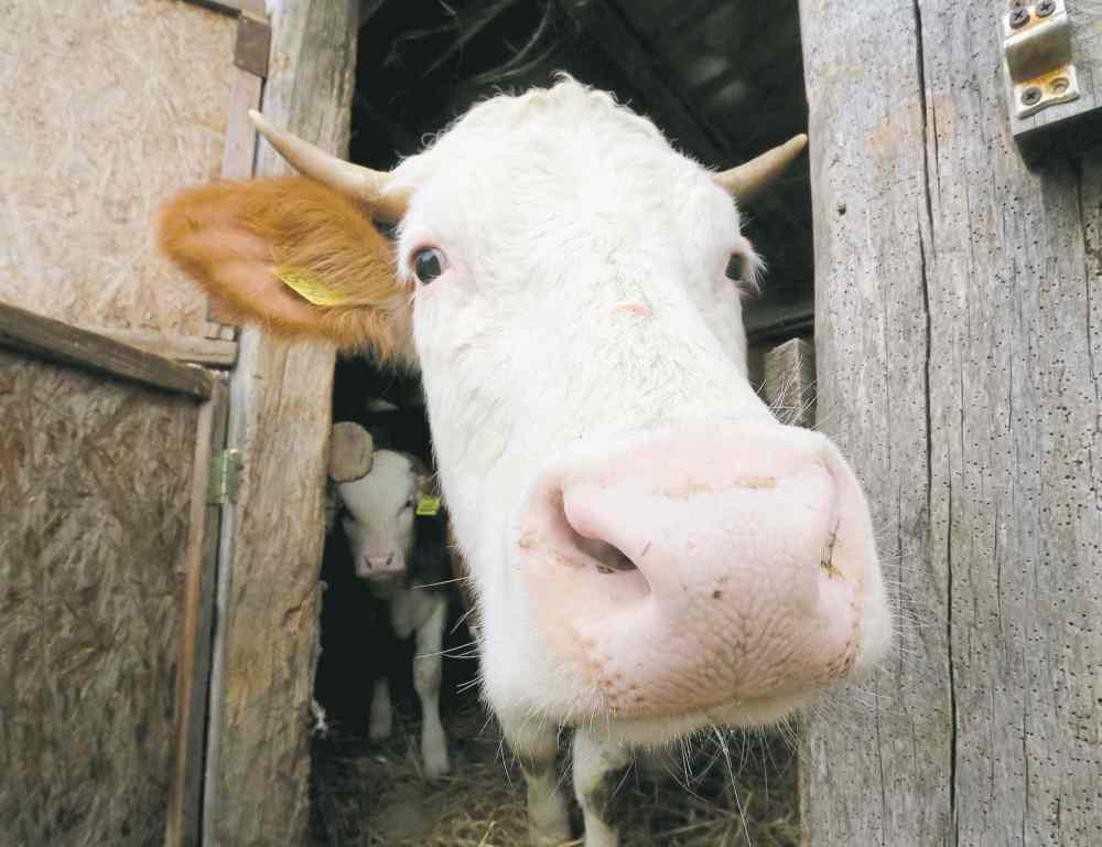 Fear the cow — and other killer animals Winnipeg Free Press