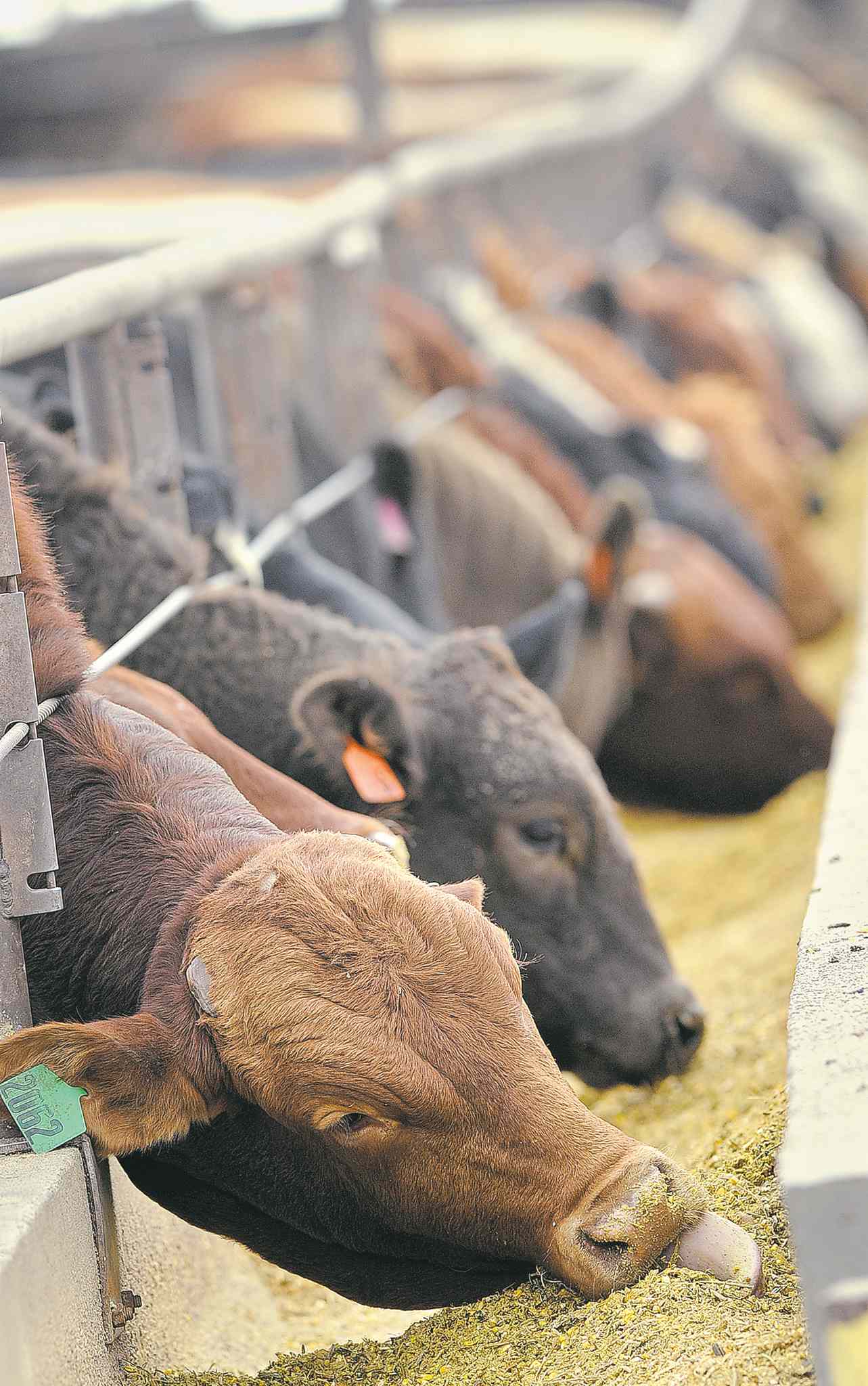 Beef costs keep soaring as drought continues – Winnipeg Free Press