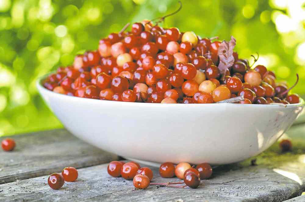 Shel Zolkewich / the Winnipeg Free Press
Highbush cranberries aren�t really cranberries, but they are delicious. All berries seem to be well ahead of schedule this year.