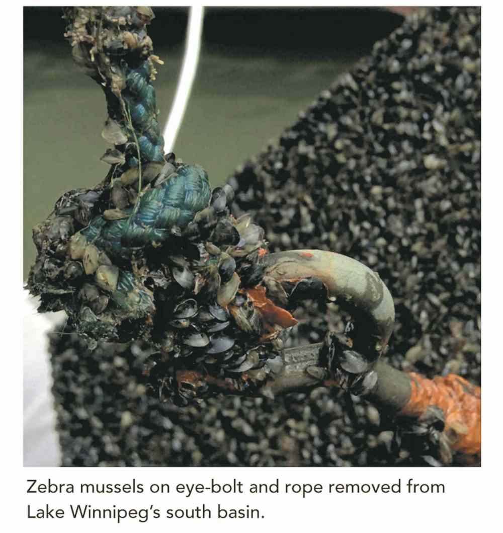 Zebra mussel found in Cedar Lake – Winnipeg Free Press