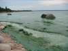 LAURIE BAILEY / WINNIPEG FREE PRESS FILES
Algae is seen along Victoria Beach on Lake Winnipeg in 2010.