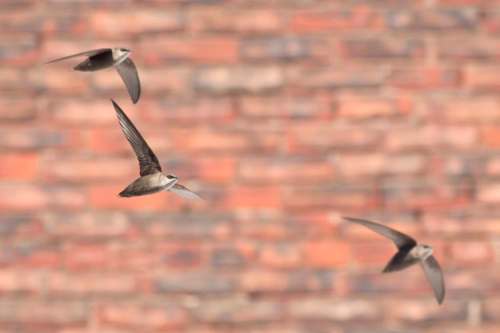 Mike Veltri / Postmedia files
Chimney swifts winter in South America and return to summer in North America, roosting in trees and chimneys. They often fly in small groups, loudly twittering high-pitched calls.