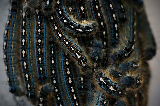 PHOTOS BY JOHN WOODS / WINNIPEG FREE PRESSForest tent caterpillars invade Winnipeg’s west end Monday.