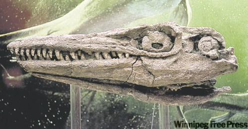 JEFF DE BOOY / FREE PRESS ARCHIVES
An 80-milion-year-old Mosasaur skull is among the collection  at the Canadian Fossil Discovery Centre.