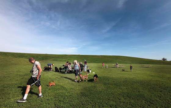 PHIL HOSSACK / WINNIPEG FREE PRESSPeople and their dogs gather at the Kilcona Park off-leash area Thursday. The Kilcona Park Dog Club is having trouble coming to a lease agreement with the city.