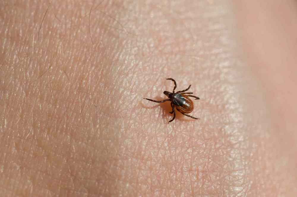 Ticks capable of spreading Lyme disease still spreading across province