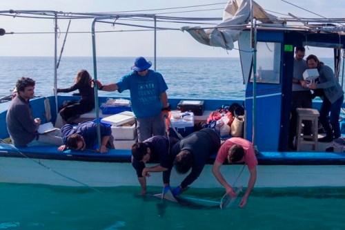 In this Monday, Jan. 21, 2019 photo, a 6 foot (1.8 meter) sandbar shark is examined by researchers from the predator project at the Morris Kahn Marine Research Station established by the University of Haifa in the Mediterranean Sea off the coast of the northern Israeli city of Hadera. A nearby giant power plant may not look like the most natural habitat for sea life. But the hot water gushing from the plant is drawing schools of sharks that are increasingly endangered by overfishing. (AP Photo/Ariel Schalit)