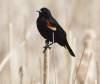 Joe Bryksa / Winnipeg Free Press
A red-winged blackbird watches the human activity on the trails at FortWhyte Alive on Earth Day.