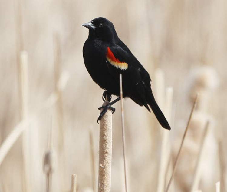 Joe Bryksa / Winnipeg Free Press
A red-winged blackbird watches the human activity on the trails at FortWhyte Alive on Earth Day.