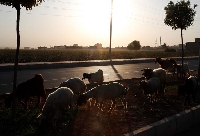 Sheep are led in Akcakale, Sanliurfa province, southeastern Turkey, at the border with Syria, Saturday, Oct. 12, 2019. The towns along Turkey's border with northeastern Syria have been on high alert after dozens of mortars fired from Kurdish-held Syria landed, killing several civilians. (AP Photo/Lefteris Pitarakis)