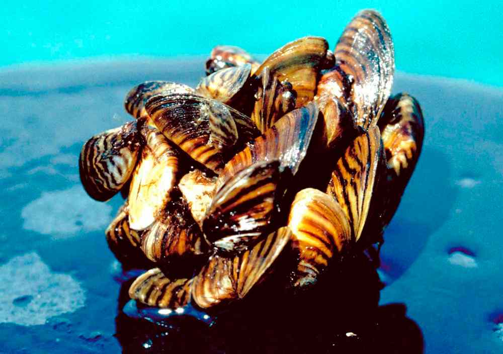 Zebra mussels found in Lake Winnipeg – Winnipeg Free Press