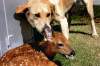 Evie-Lynn Maendel
Bambi with his best friend Sahara, a golden retriever, at the Windy Bay Colony. The one-year-old deer was killed by Conservation officials Saturday  following department policy to euthanize tamed wild animals.