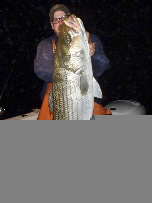 In this 2012 photo provided by Greg Myerson shows Myerson, of North Branford, Conn., with one of the record striped bass he caught off the Connecticut coast. Myerson consistently catches striped bass 50 pounds and much larger by methodically studying his prey and developing devices to lure the fish to him. (AP Photo/Greg Myerson)