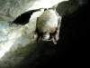 Marvin Moriarty / The Canadian Press
A bat with white-nose syndrome is shown in Greeley Mine, Vermont, in 2009.