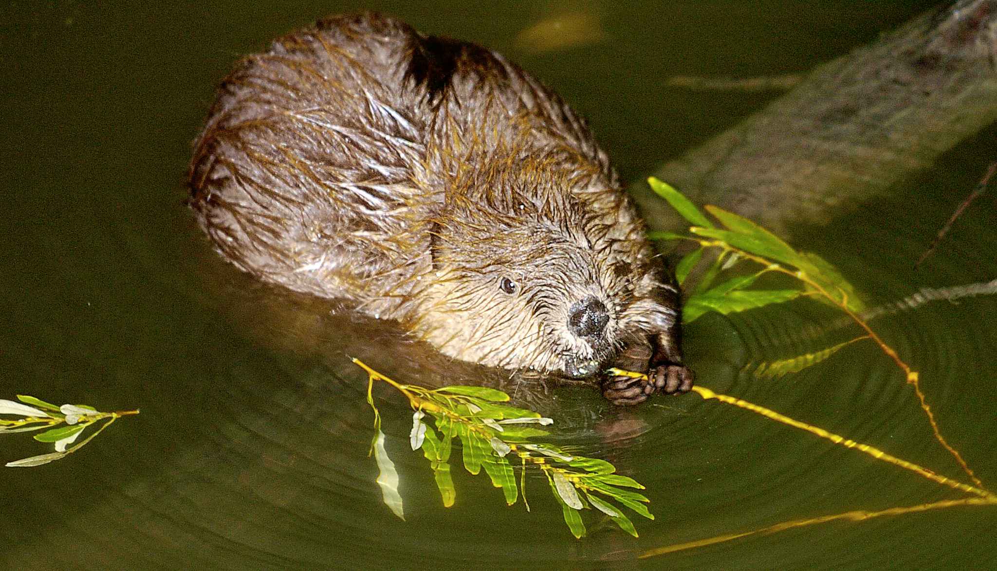Why two countries want to kill 100,000 beavers Winnipeg Free Press