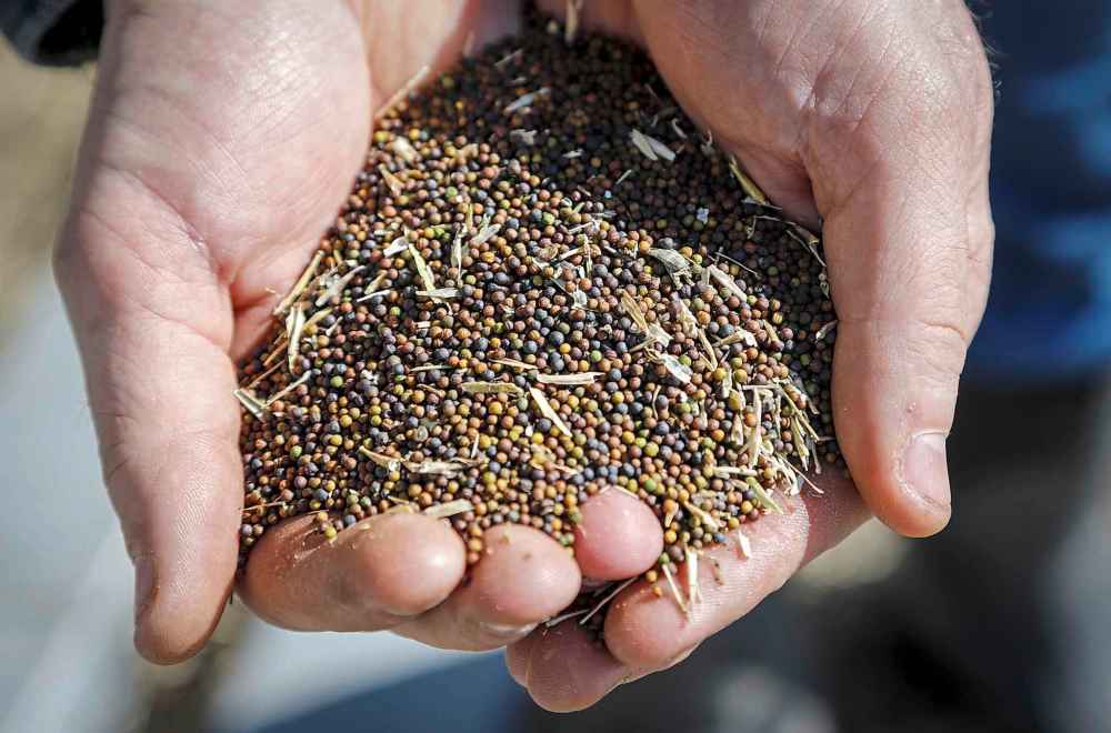 THE CANADIAN PRESS/Jeff McIntosh
China's government has blocked imports of canola seed from major Canadian exporter, Viterra Inc. stating that their officials had detected several hazardous organisms in shipments of its canola.