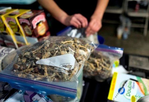 A vendor bags psilocybin mushrooms at a pop-up cannabis market in Los Angeles on Monday, May 6, 2019. Voters decide this week whether Denver will become the first U.S. city to decriminalize the use of psilocybin, the psychedelic substance in 
