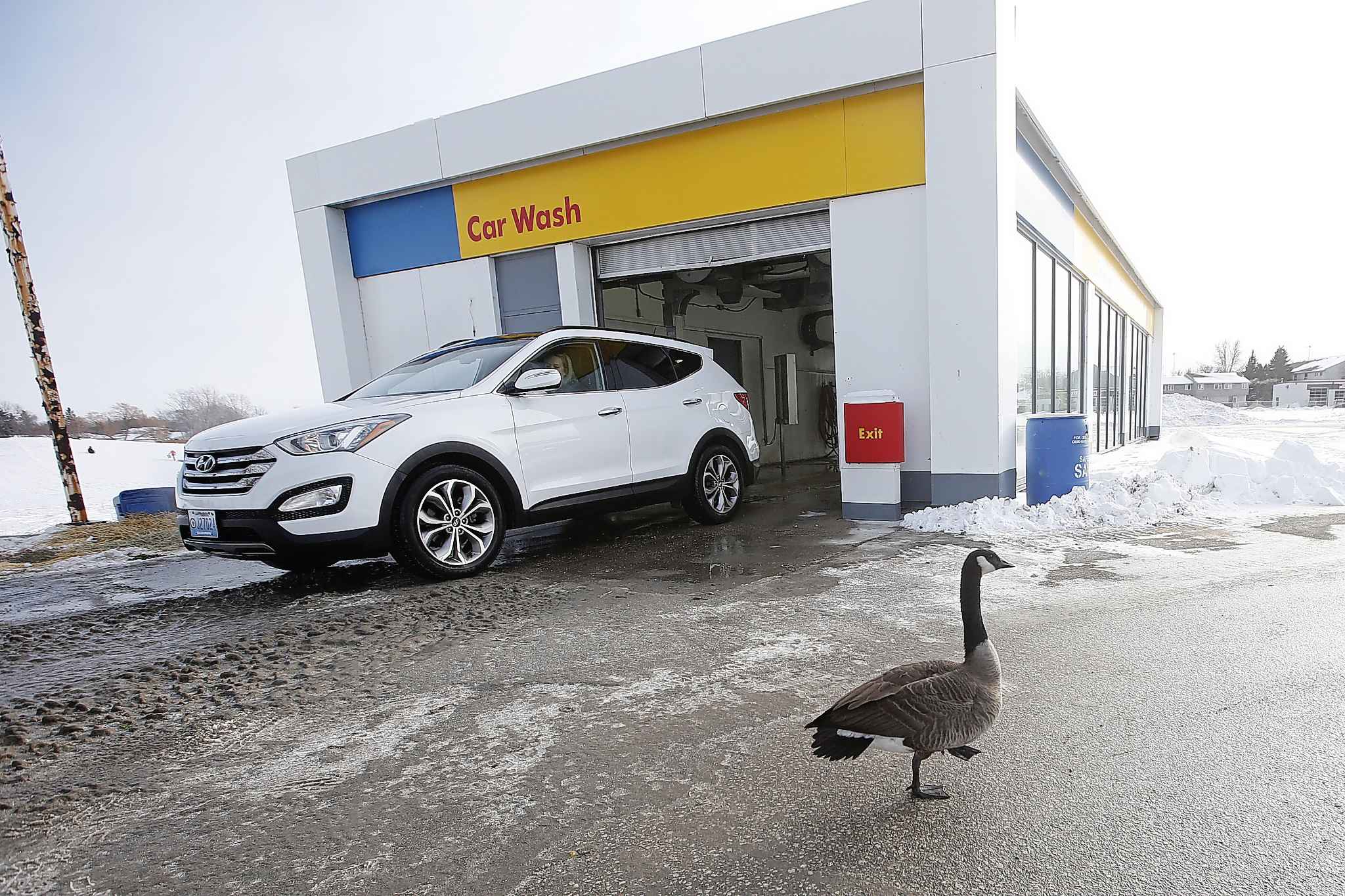 Wild goose chase Bird spending winter at Winnipeg car wash evades