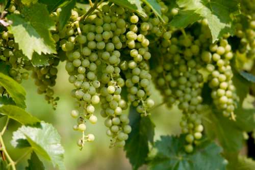 Postmedia
Green grapes hang on the vine in an organic vineyard in an Ontario winery.